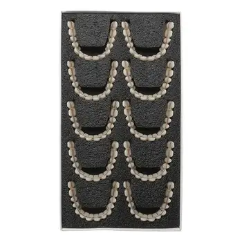 

10set/box 28pcs/set Resin Teeth Denture Upper Lower Shade A2 Manufactured Artificial Preformed Dentition Oral Material Tool Care