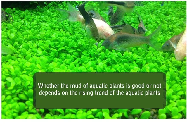 Hongyi – Support De Plantation Pour Aquarium, Sable, Boue D'engrais De Sol  Pour Aquarium, Soins Des Plantes, Eau Douce - Aquarium Substrat - AliExpress