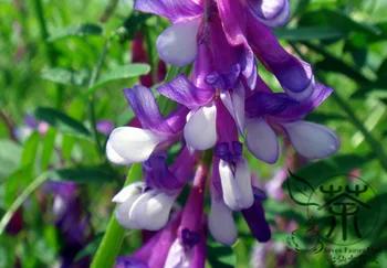 

Vicia Villosa Hairy Vetch Winter Vetch Mao-Tiao-Zi