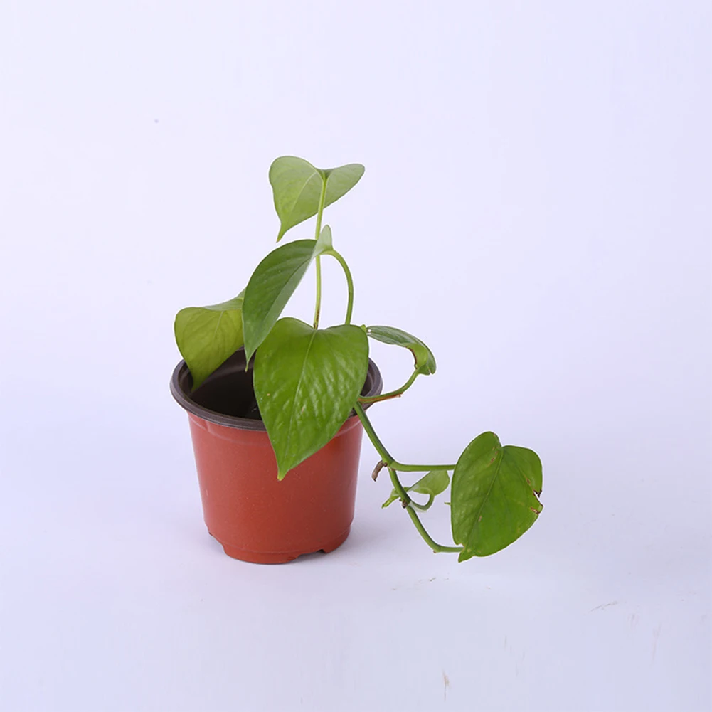 100Pcs Drain Reusable Plastic Succulents Seedling Garden Plant Nursery Lightweight Transplant Container Flower Pot Washable