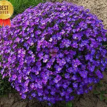 Промотирование потери! 200 шт многолетние новые растения на открытом воздухе, бонсай фиолетовый цветок Флорес, очень красивые и легко DIY домашний сад