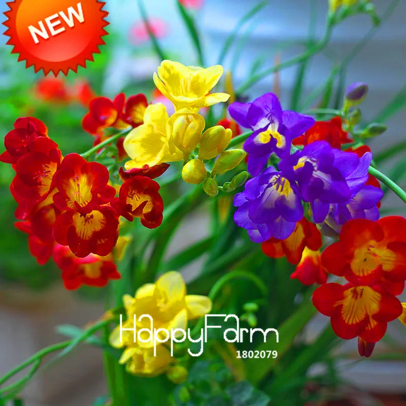 Бонсай Freesias великолепный сад красочные ароматные Цветочные растения Орхидея Флорес идеальные Цветочные Планты 100 Плант/упаковка