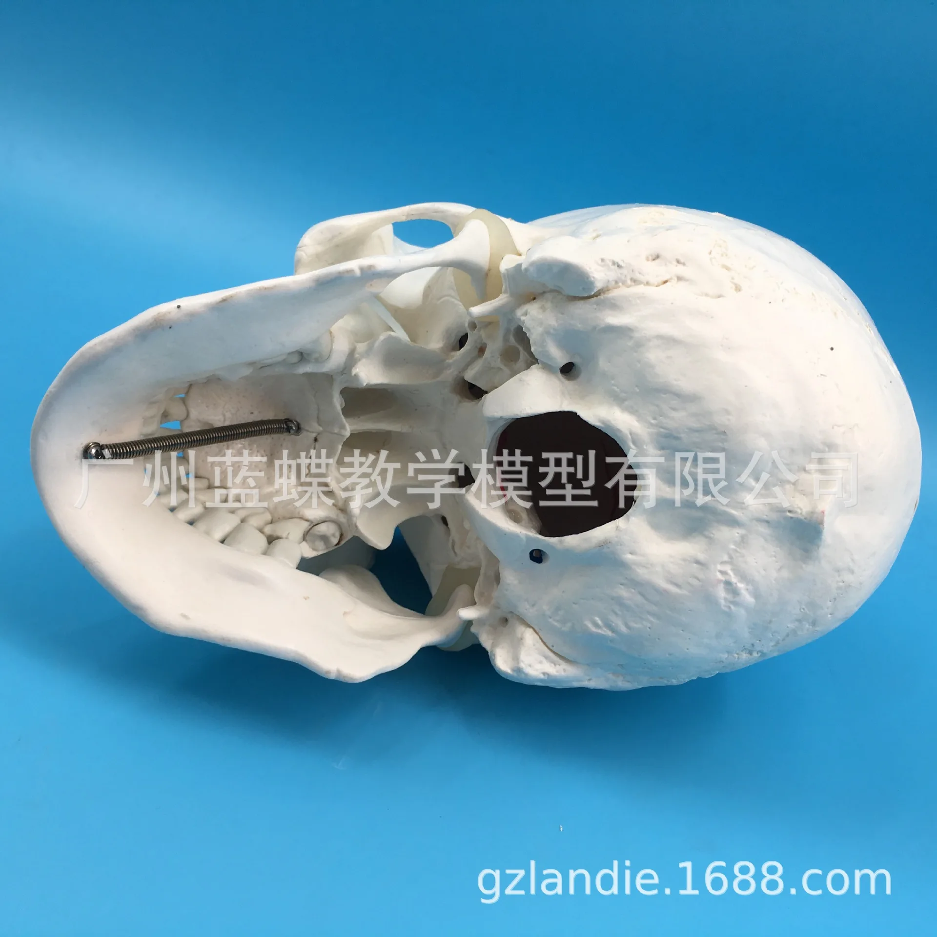 Teaching Model 1:1 Natural Big Head Skull Specimen Head Anatomy Model Skeleton Standard Skull Model