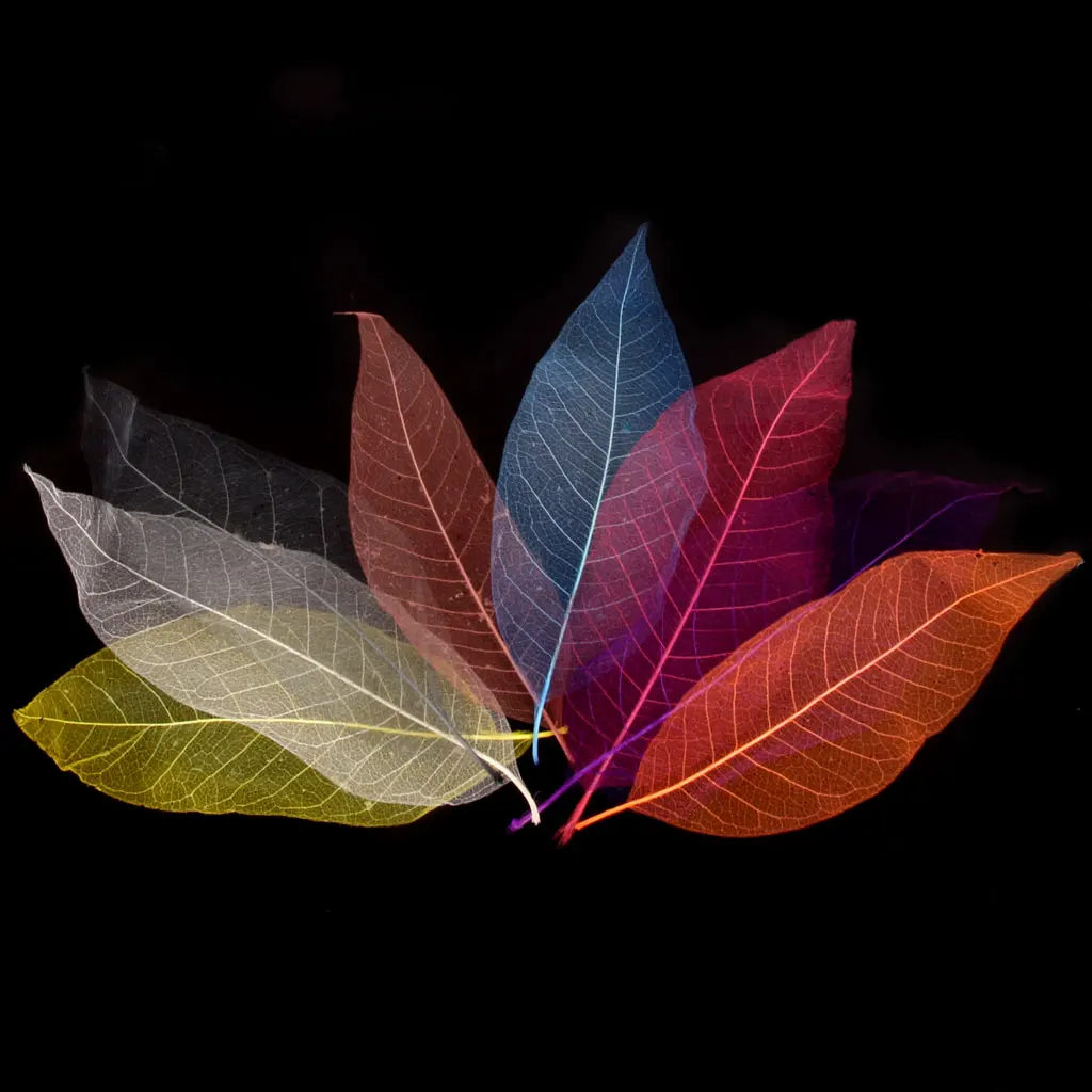 50pcs Natural SKELETON LEAVES Colored SCRAPBOOK Craft Embellishment Bookmark