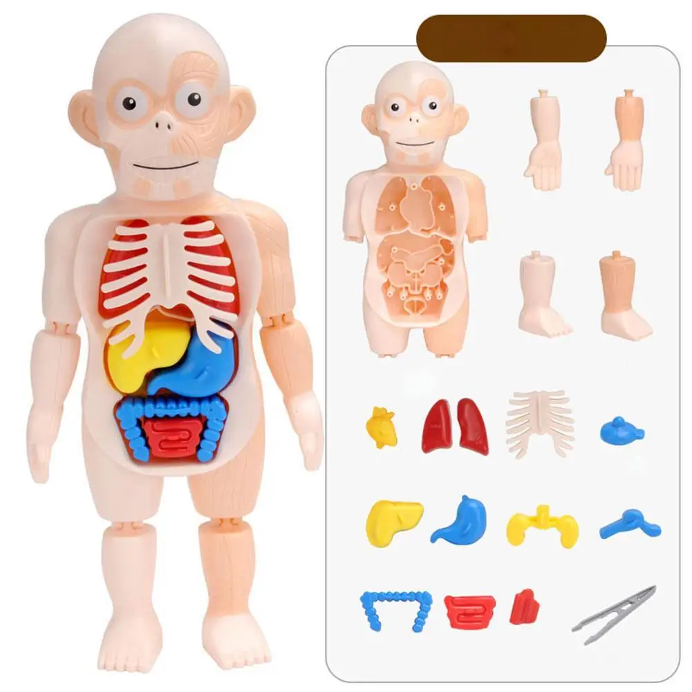 3D Human Body Anatomy Educational Toys Demonstration Scary Game Ages 8+ 