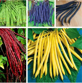 

Plant Flower Bath Salts Beans Colorful Vegetables Essence 100Pcs XZZ-79