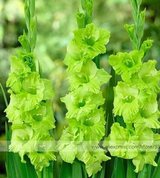 200 шт Gladiolus бонсай, Gladiolus цветник, 95% Проращивание, сделай сам Аэробные горшечные растения, редкий меч Лилия Флорес