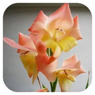 100 шт./пакет, Gladiolus, Gladiolus Цветочный бонсай, Gladiolus flores красивые садовые растения - Цвет: 20