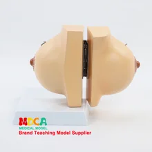 Женская Расслабляющая грудь анатомическая модель груди красота модель гинекология модель медицина обучение Mrf001