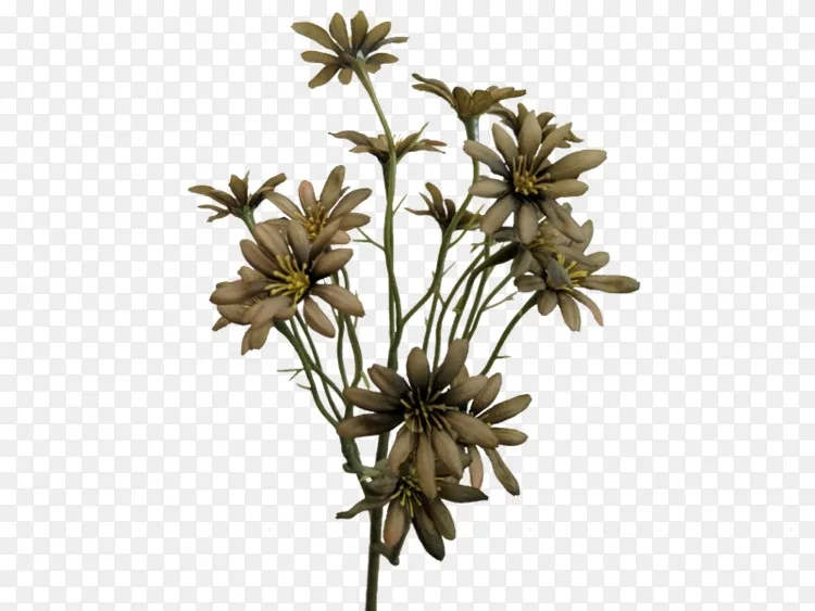 海王花植物茎德兰菊科花卉png图片素材免费下载 图片编号 Png素材网
