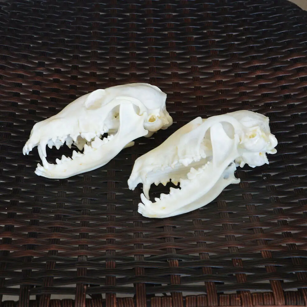 1pcs?2pcs,5pcs,10pcs Vulpes vulpes Red Fox, Silver Fox, Cross Fox Skull taxidermy real bone skeleton Christmas decoration gift