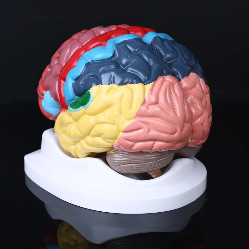 Modelo de área funcional del cerebro humano, tamaño natural, anatomía para el estudio en el aula de ciencias 1XCB