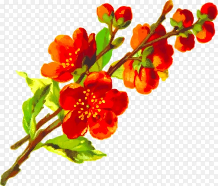 插画 梅花水彩画png图片素材免费下载 图片编号 Png素材网
