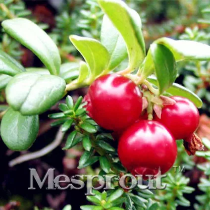 Новое домашнее садовое растение, 10 шт., клюква, Macrocarpon, фруктовый бонсай, вкусное, отличное садовое растение, фрукты
