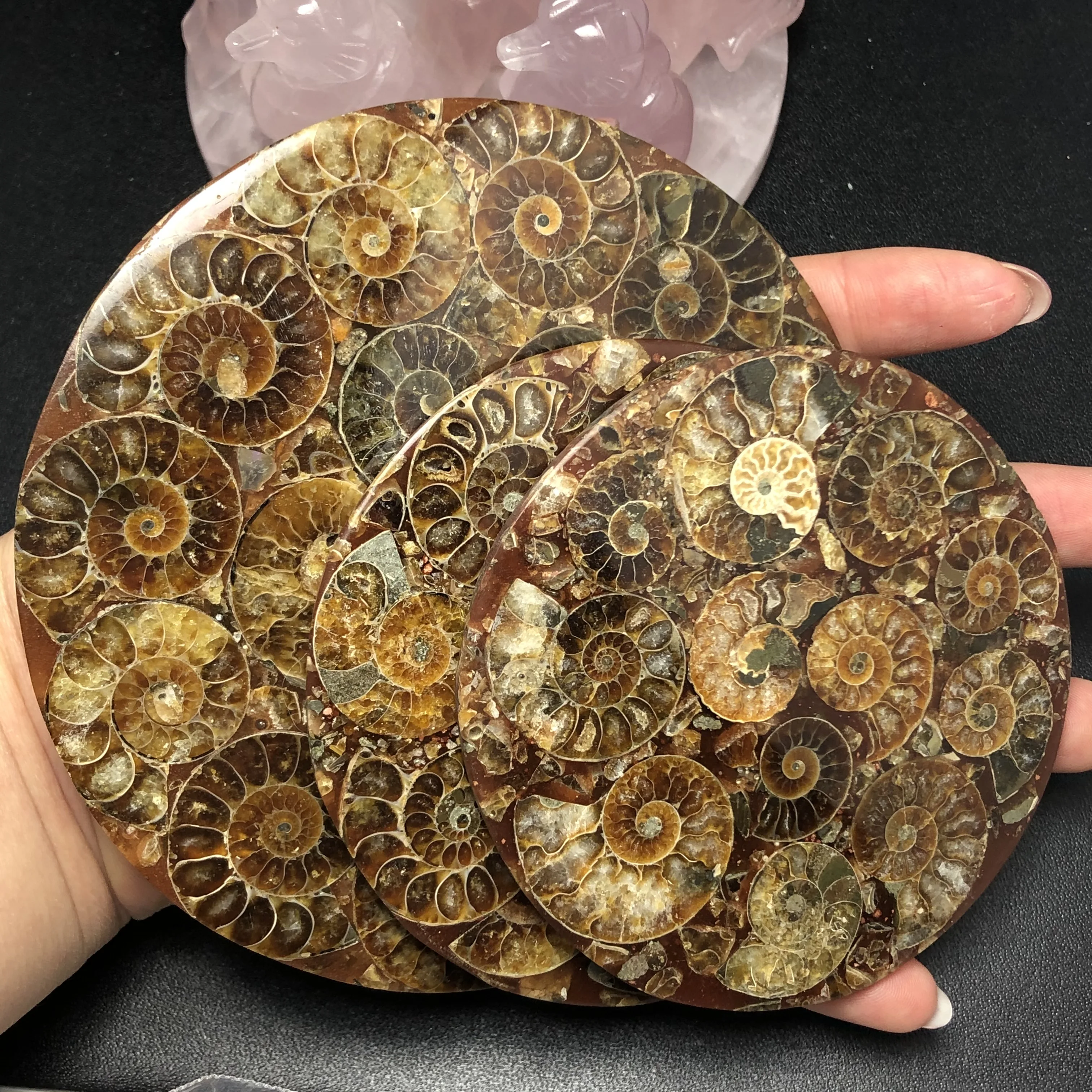 1 шт. аммонит Fossil Slice Plate Natura Shell a compassl Мадагаскар FOSSIL с лечебным действием, образцы