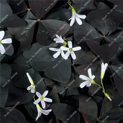 Красные Oxalis цветные цветы бонсай 100 шт Редкие Планты для сада, дома, посадки цветов oxalis растения на продажу - Цвет: 16