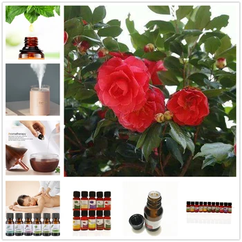 

Essential Oils 10ML Diffuser Massage Wintersweet Rose Peppermint Rosemary Air Purifying Essential Oil for Aromatherapy Diffusers