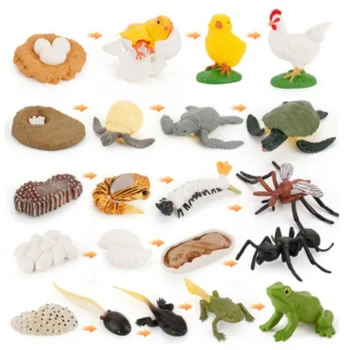 

Animals Growth Cycle Life Cycle Model Set Frog Ant Mosquito Sea Turtle Simulation Model Action Figures Teaching Material..