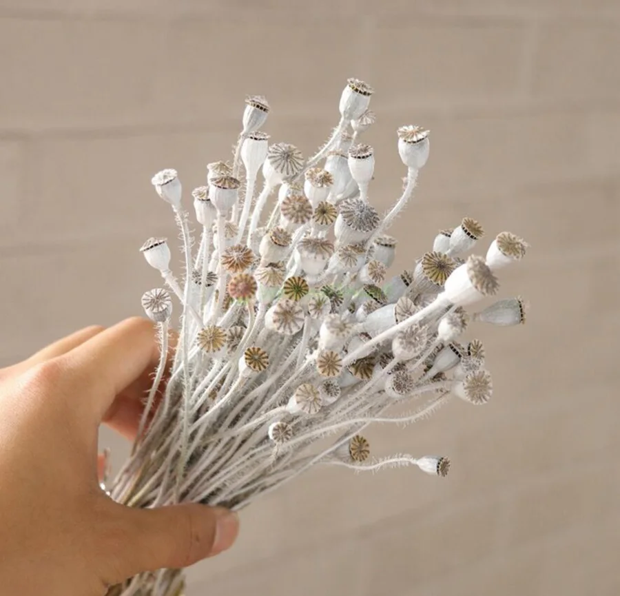 1 комплект 30 г предварительно просушенный Papaver Rhoeas Poppy Pods цветок для ремесла подарочные аксессуары украшения Организация цветов DIY