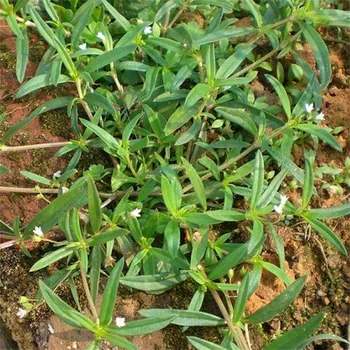 

Bai Hua She She Cao/Herba Hedyotidis Diffusae Seed/Spreading Hedyotis Herb