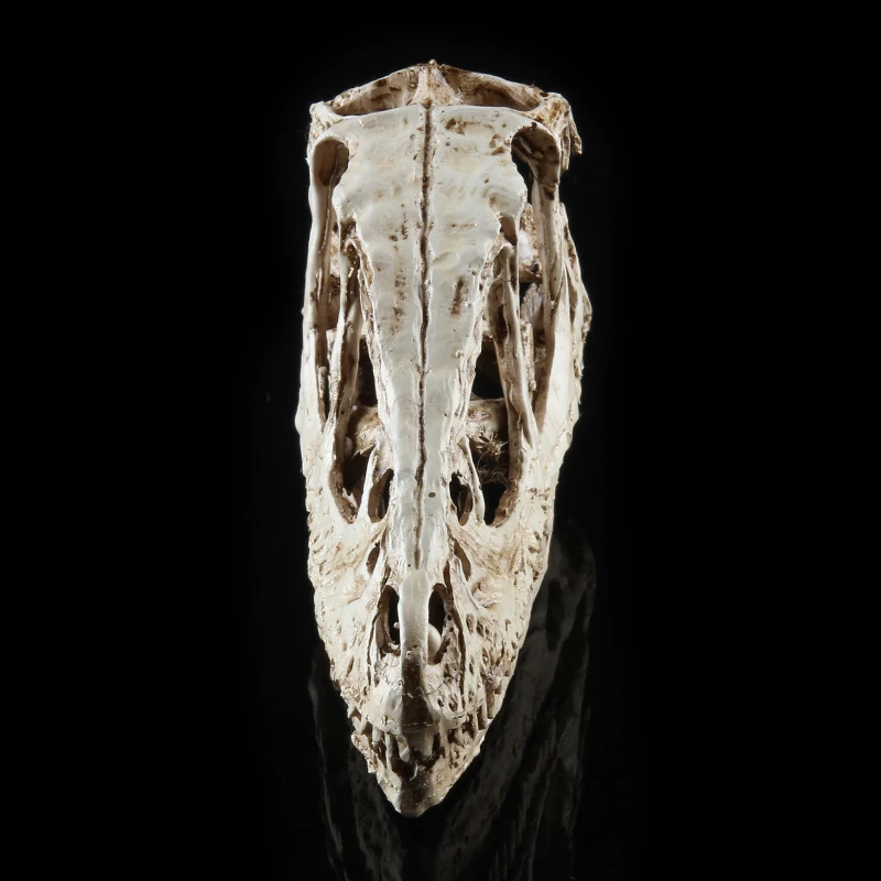 High Precision Teaching Model Dinosaur Skull Model Velociraptor Fossil Resin Skull Dinosaur Polystone Statue Skeleton Figurine
