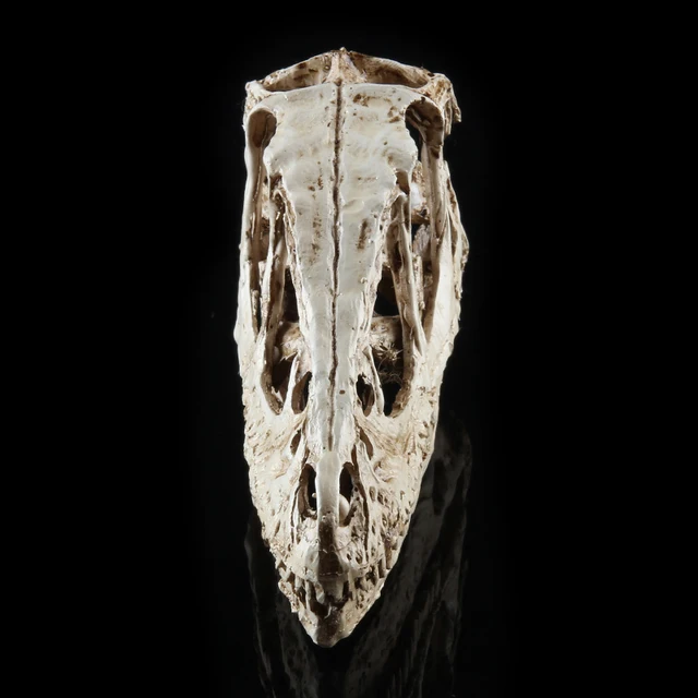 Nagy Pontosságú Tanítási Modell Dinoszaurusz Koponya Velociraptor Fosszilis Gyanta Polson Szobor Csontváz Figura - Image 3