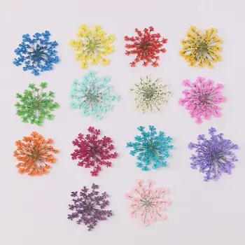 

100Pcs Natural Pressed Decorative Dried Flowers Dried Flower Petals Artificial Flowers DIY Nail Craft Phone Case Dried Flowers