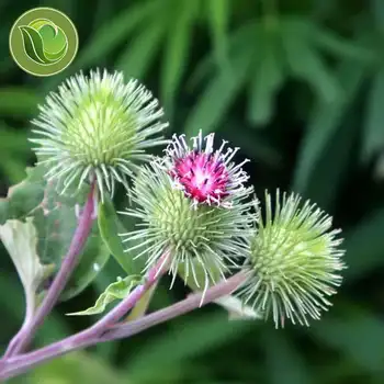 

Niu Bang Zi /Fructus Arctii Seed