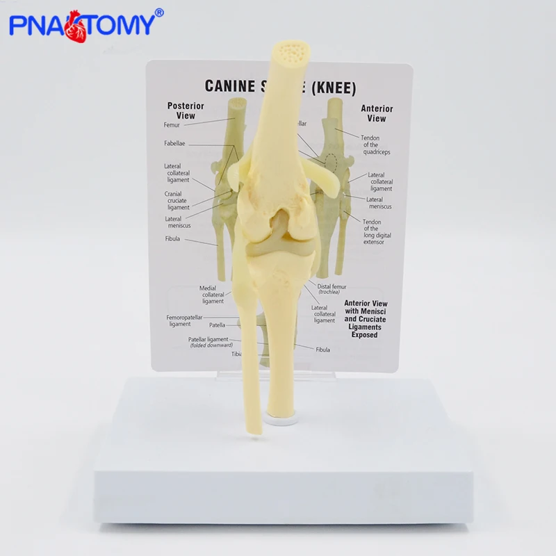 Life Size Canine Knee Model Dog Joint Anatomical Model with Key Card Manual Animal Skeleton Anatomy Medical Science Gift
