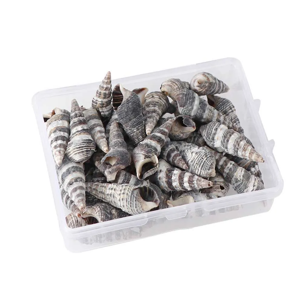 1 Box Pattern 4 Styles Nature Beach Fashion Sea Shells For DIY Caft Decor Jewelery Craft Accessories Holes Shell Decoration - Цвет: 2