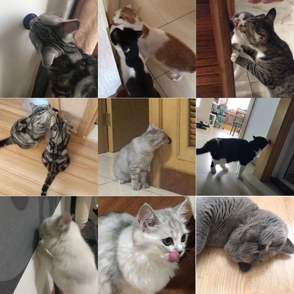 Натуральная кошачья мята игрушки для игрушечная кошка Чистящая кошка здоровые продукты товары для домашних животных зубы съедобные животные для сумасшедшего лечения игрушки котенок кошка