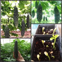 20 шт свежий органический высокоэффективный черный бальзам Груша Горькая Дыня Тыква овощи семена