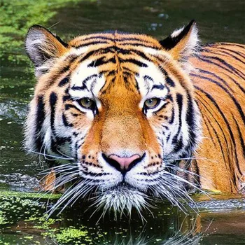 

New Style DIY Diamond Painting Animal Series Tiger