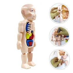 1 conjunto de corpo humano modelo de montagem crianças diy modelo crianças modelo
