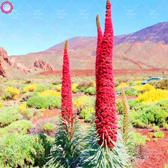 50 шт. редкий синий Echium Wildpretii бонсай растения башня Драгоценности цветок растение многолетний декоративный горшок для растений - Цвет: 1