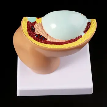 

9th Month Baby Fetus Foetus Pregnancy Human Pregnancy Fetal Development Model