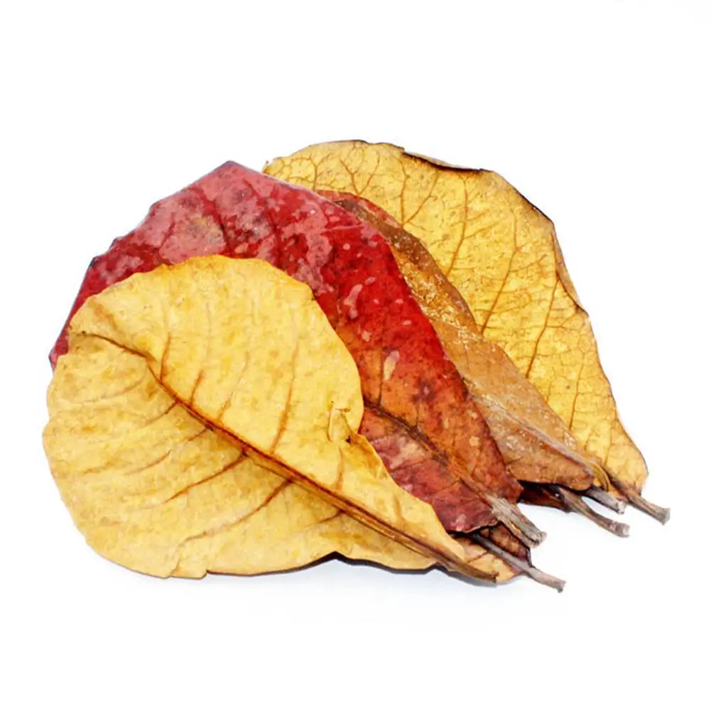 Almond Leaf Natural Terminalia Catappa Leaves Aquarium Decoration Fish Tank Cleaning Tools Water Treatment Aquarium Accessories, aquarium leaves