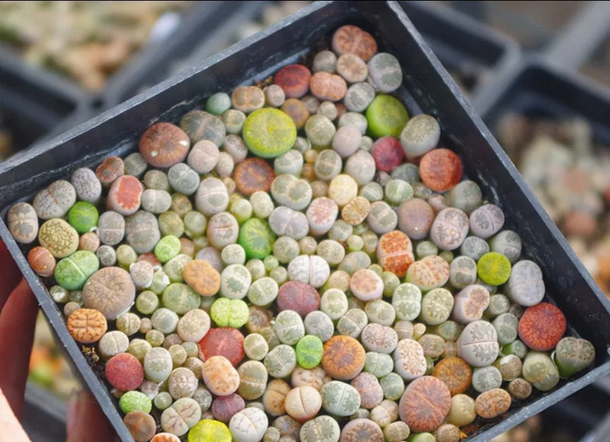 

50 Lithops (not seads) Living Stones Mesembs real plants Exotic Plants Unusual Succulent EMS FREE SHIPPING