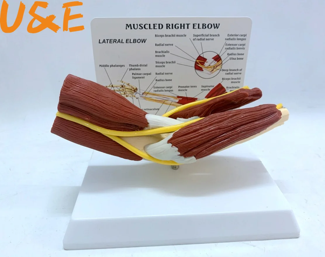 Human Anatomy Muscled Right Arm Elbow Vascular Ligament Skeleton Medical Teaching Model |