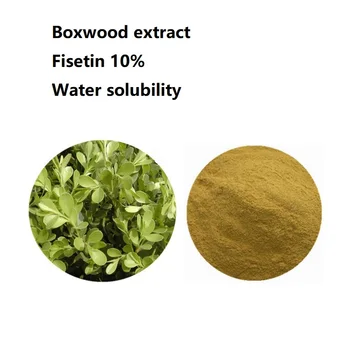 

Boxwood extract Fisetin 10% Water solubility Good quality Smoketree extract