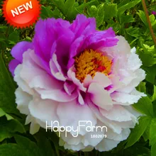 Лидер продаж! белый и фиолетовый двойной Цвет цветок пиона Флорес цветы в горшках бонсай растения для дома и сада 10 шт./упак