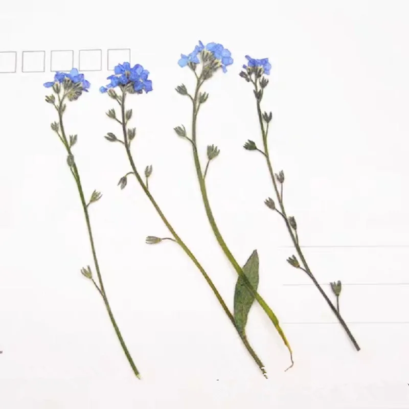 60 шт 4-7 см прессованный высушенный миозотис сильватика Forgetmenot цветок гербарий из растений для ювелирных открыток Закладка чехол для телефона DIY