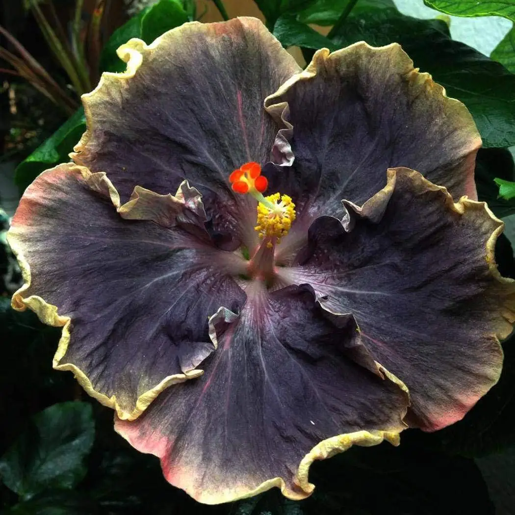 

10 Pcs/Bag Hibiscus Bonsai Rosa-sinensis Perennial Flower plant Big Blooms Red Green Blue Purple Colorful Gard
