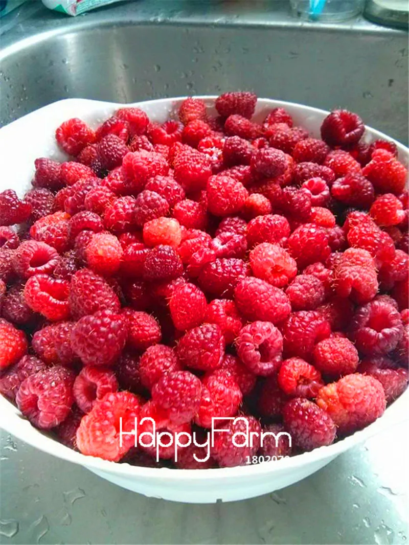100 шт./пакет по доступной цене! наследие Raspberry сад, без ГМО органические(экологически чистые бонсай фруктовое дерево завод