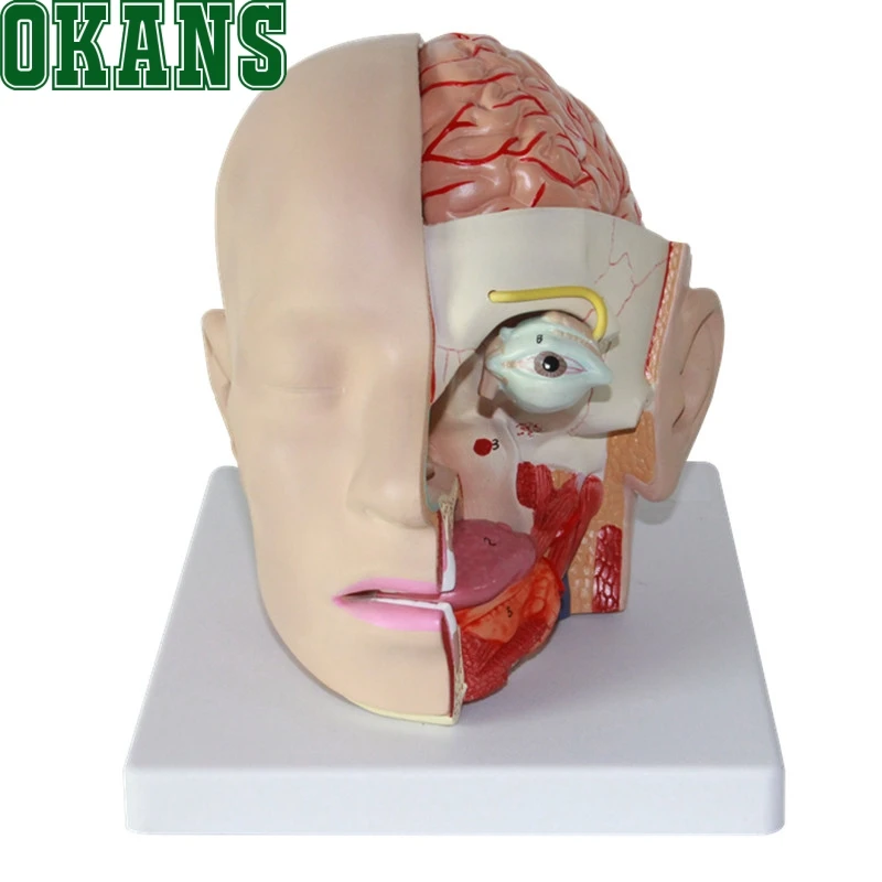 

1:1 Human Head Anatomical Model Brain Model 4 Parts Brain Model Oral Nasopharyngeal Head Brain Anatomy Model