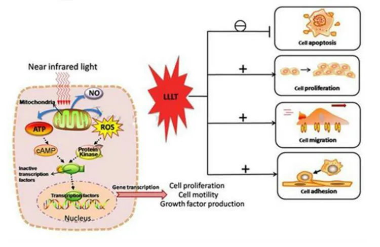 Новейший система фотодинамической терапии Bio-light лечение кожи лица красота устройство для фотодинамической терапии свет косметическое