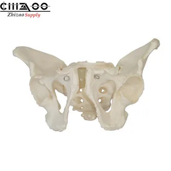 

Medical Skeleton Life Size Human Adult Male Pelvis Anatomical Model