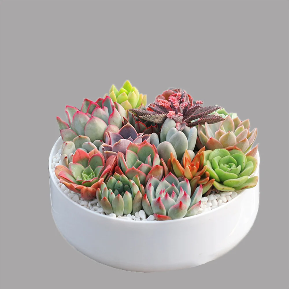 1 Pc Bonsai Pot Bunga Sederhana Ditiru Keramik Pot Bunga Plastik