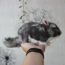 chinchilla stuffed animal