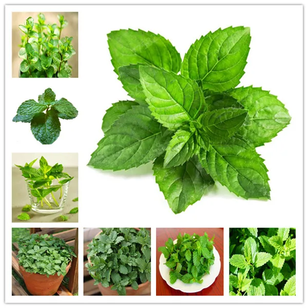 

100 Pcs Mint